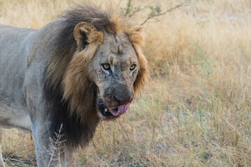 large male lion licking chops