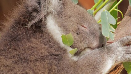 Koala Sleeping Sitting in Tree Laying On Branch. Very Close Up Shot. Daytime Sunny, Phillip Island Victoria Australia
