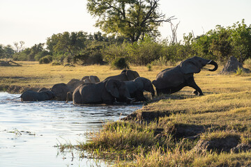 elephant herd crossing river