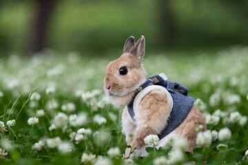ネザーランド・ドワーフ