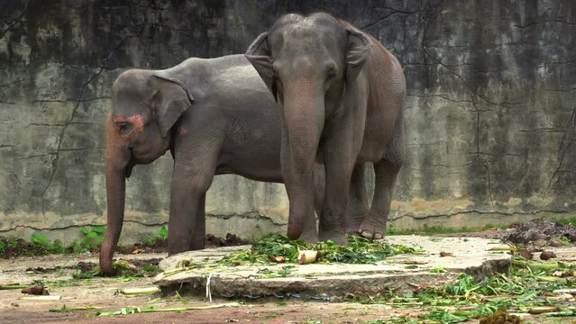 Two happy Asian elephant, elephas maximus grabbing a bunch of food with its trunk from the ground, flapping its ears, swinging its tail, handheld motion close up shot.