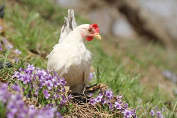 white chicken in the grass around flowers