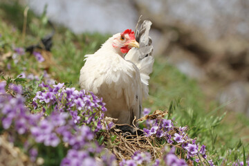 white chicken in the grass around flowers
