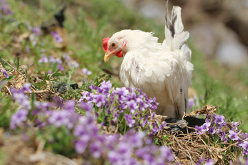 white chicken in the grass around flowers