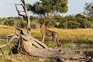 cheetah perched on log