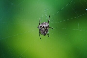 Orb Weaver Spiders on the web