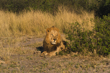 content male lion in the savannah