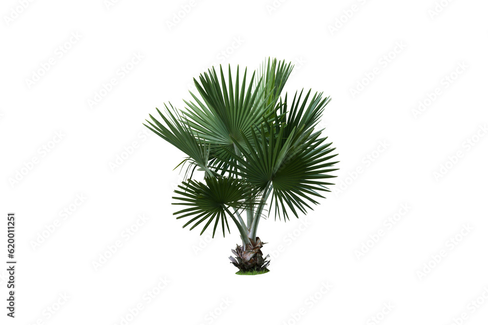 Wall mural isolated image of a low palm tree on a png file at transparent background.