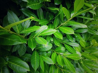 Tropical leaves with dark green texture. foliage pattern of nature background. 
