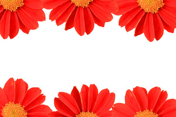 red daisy frame red flowers pattern isolated on white