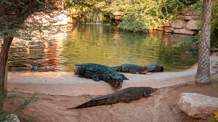 Dubai crocodile park, crocodile with open mouth