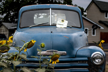 Vintage blue pickup truck tucked in a sun flower field. Rough paper flyer placed under windshield wiper. Rust on the old metal and shine on the chrome.
