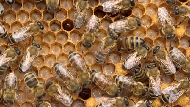 Honey bee larvae hatch from eggs macro. Honey Bee Brood care. The Birth of a Bee, Life Cycle. A honey bee colony, a honeycomb close up, beehive, beekeeping