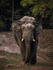 Graceful Asian Elephant Meandering Amidst the Lush Forest