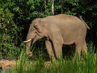 Tranquil Asian Elephant Exploring its Natural Habitat in the Forest