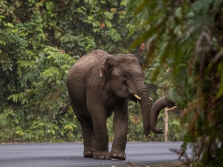 Serene Asian Elephant Embarking on a Journey through the Forest