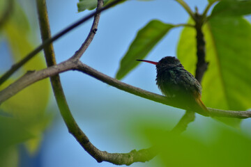 ave, naturaleza, animal, sucursal, fauna, árbol, inhospitalario, pico, ave, emplumar, verde, petirrojo, primavera, miniatura, emplumar, perca, sturnidae, hermoso, alas, aviar, atrapamoscas, alas, bosq