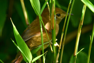 ave, naturaleza, animal, sucursal, fauna, árbol, inhospitalario, pico, ave, emplumar, verde, petirrojo, primavera, miniatura, emplumar, perca, sturnidae, hermoso, alas, aviar, atrapamoscas, alas, bosq
