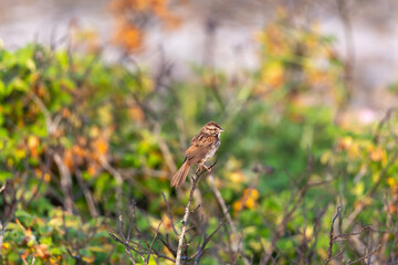 sparrow on the grass