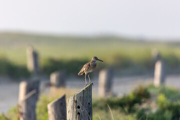 Willet perched on a post