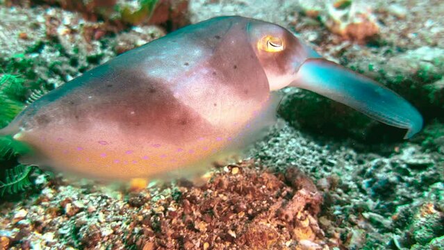 Hunting behavior of cuttlefish on coral reef in indo-pacific. Sepia extends tentacles and makes them blink in a mesmerizing blue light. Then reveals sticky tongue, snaps and swallows the prey.