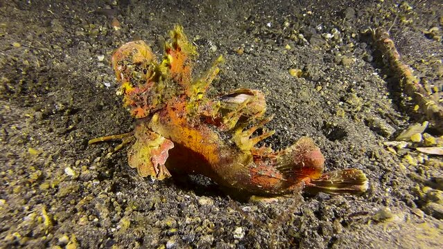 Spiny devilfish walks over sandy seabed during night using claw-like extensions of pectoral fins as legs. Devilfish jawns while walking