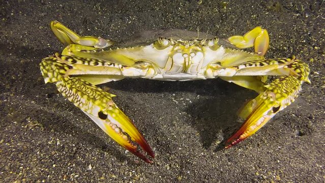 Underwater shot of large swimming crab on sandy bottom during night. Front view close-up showing all body parts.