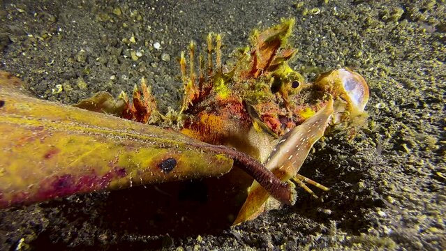 Spiny devilfish next to a matching color leaf on sandy seabed during night. Devilfish yawns opening its huge mouth widely and spreading pectoral fins. Lots of plankton in the water.