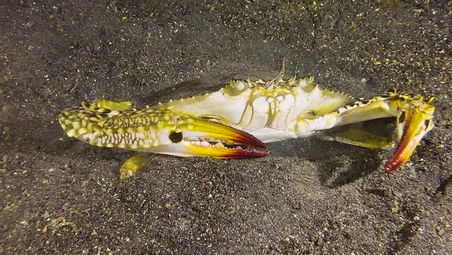 Underwater shot of large swimming crab hiding in sand by digging in. Medium shot during night showing all body parts.