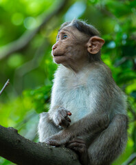 Portrait of a Macaque