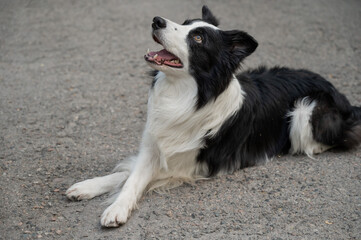 Black and white border collie lying on the pavement with crossed paws. 