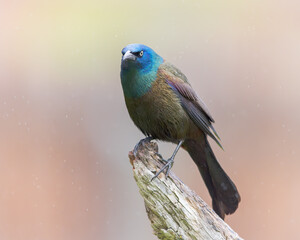 A Common Grackle shows his displeasure with the rain.