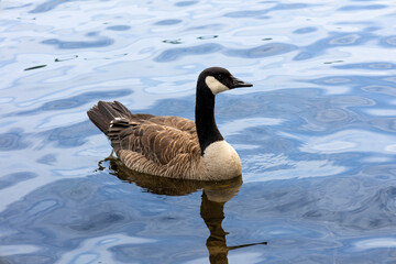 canadian goose swimming