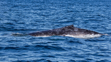Humpback Whale (Megaptera novaeangliae) on its annual migration up the east coast of Australia - Port Stephens, NSW