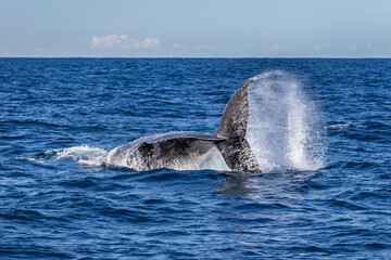 Humpback Whale (Megaptera novaeangliae) on its annual migration up the east coast of Australia - Port Stephens, NSW