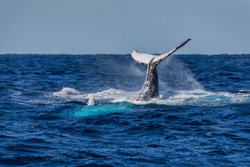 Humpback Whale (Megaptera novaeangliae) on its annual migration up the east coast of Australia - Port Stephens, NSW