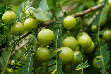 Indian gooseberries or amla on the tree