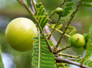 Indian gooseberry or amla on the tree