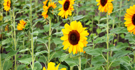 Fototapeta premium Sunflower field, Beautiful summer landscape.