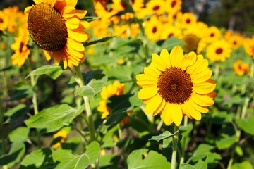 Sunflower field, Beautiful summer landscape.