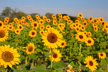 Obraz premium Sunflower field, Beautiful summer landscape.