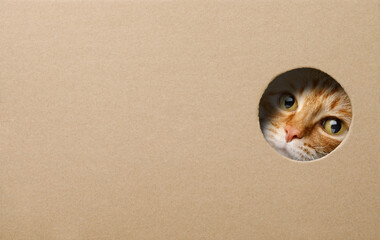 Funny ginger cat in a cardboard box and looking curious through a hole. image with copy space.