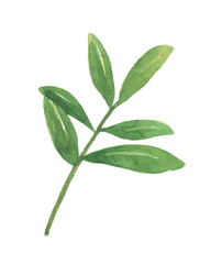 Green leaves. Watercolor illustration isolated on white background.