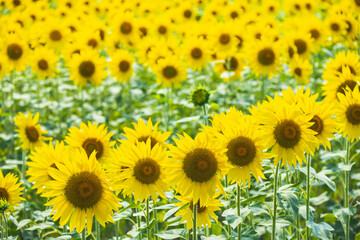 Naklejka premium 夏の風物詩 並んだヒマワリの花