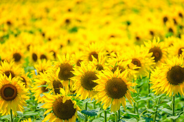 夏の風物詩　ひまわり畑