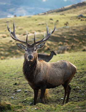 The Buck