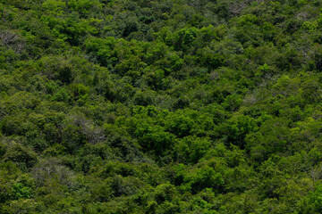 Fototapeta na wymiar Aerial view of the green forest against the land. Demonstrates the concept of preserving the ecosystem and nature, air pollution and saving the planet