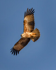 Juvenile Brahminy Kite (Haliastur indus) in flight - Boat Harbour, NSW, Australia