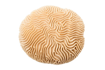 Obraz premium Lobed Brain Coral on transparent background (PNG). Generative AI.