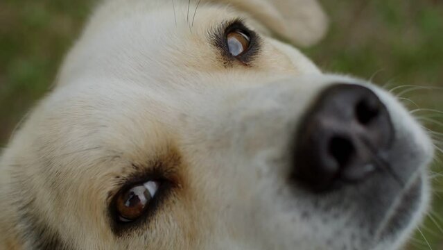 Extreme close up portrait of dog resting in meadow. Cute pet begging his owner to play with him. Happy animals